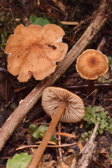 Rhodophana nitellina