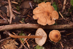 Rhodophana nitellina