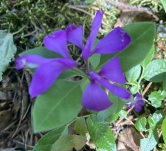 Polygaloides paucifolia