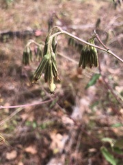 Nabalus serpentarius