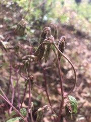 Nabalus serpentarius