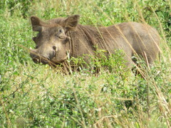 Phacochoerus africanus massaicus