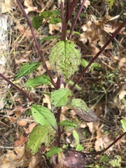 Nabalus serpentarius