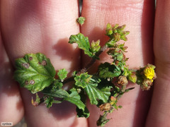 Hermannia prismatocarpa