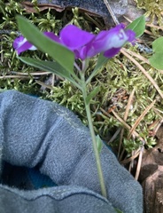 Polygaloides paucifolia