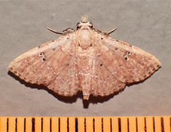 Cerynea trogobasis