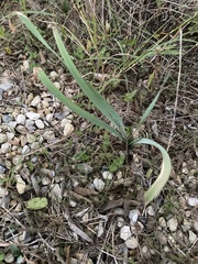 Zephyranthes drummondii
