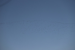 Leucophaeus pipixcan