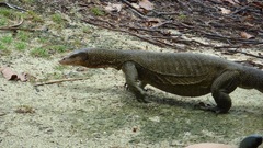 Varanus indicus