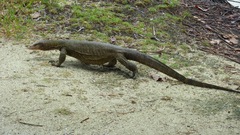 Varanus indicus