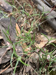 Laxmannia orientalis