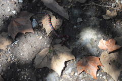 Geophis semidoliatus