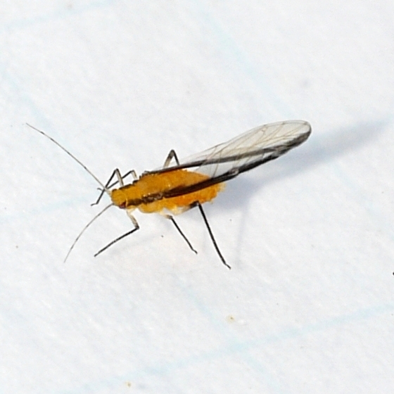 Nearctic Oak Aphids