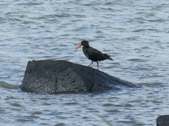 Haematopus fuliginosus
