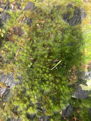 Campylopus introflexus