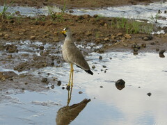 Vanellus senegallus