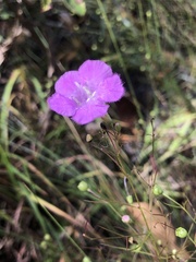Agalinis setacea