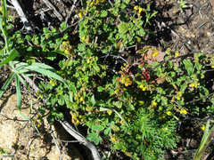 Hermannia prismatocarpa