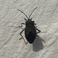 Pachylis argentinus