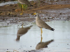 Vanellus senegallus