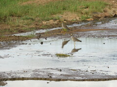 Vanellus senegallus