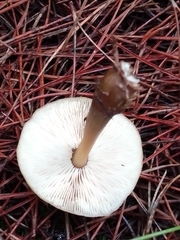 Rhodocollybia butyracea