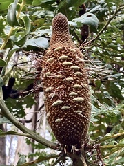 Banksia grandis