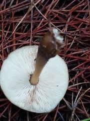 Rhodocollybia butyracea