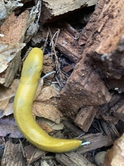 Ariolimax dolichophallus