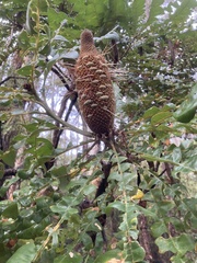 Banksia grandis