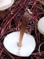 Rhodocollybia butyracea