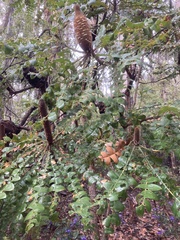 Banksia grandis