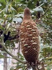 Banksia grandis