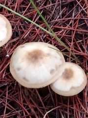 Rhodocollybia butyracea