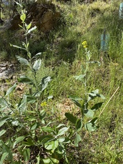 Senecio hypoleucus