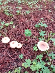 Rhodocollybia butyracea