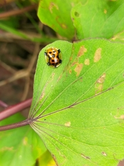Aspidimorpha westwoodi