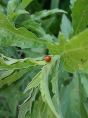 Cycloneda sanguinea
