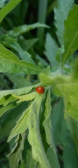 Cycloneda sanguinea