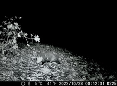 Didelphis virginiana