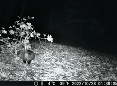 Didelphis virginiana