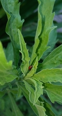 Cycloneda sanguinea