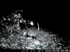 Didelphis virginiana