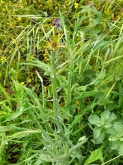 Centaurea solstitialis