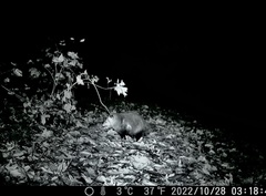 Didelphis virginiana