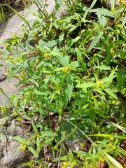 Sigesbeckia orientalis