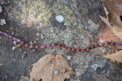 Geophis semidoliatus