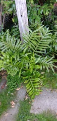 Microsorum pustulatum howense