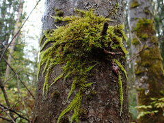 Homalothecium nuttallii