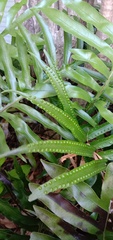 Microsorum pustulatum howense